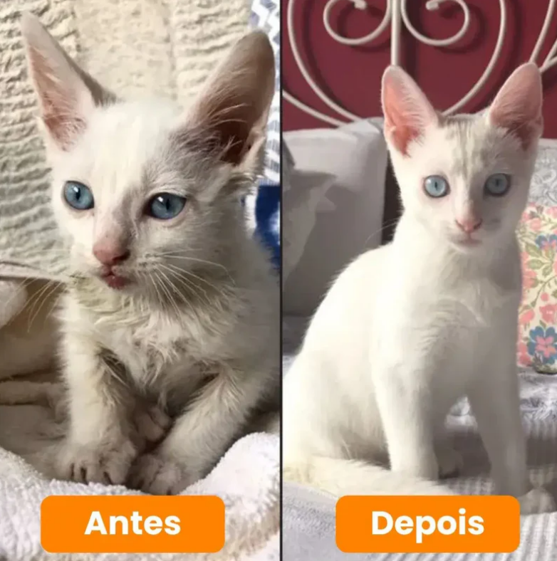 Escova a Vapor Removedora de Pelos 3 em 1 (Leia a Descrição)